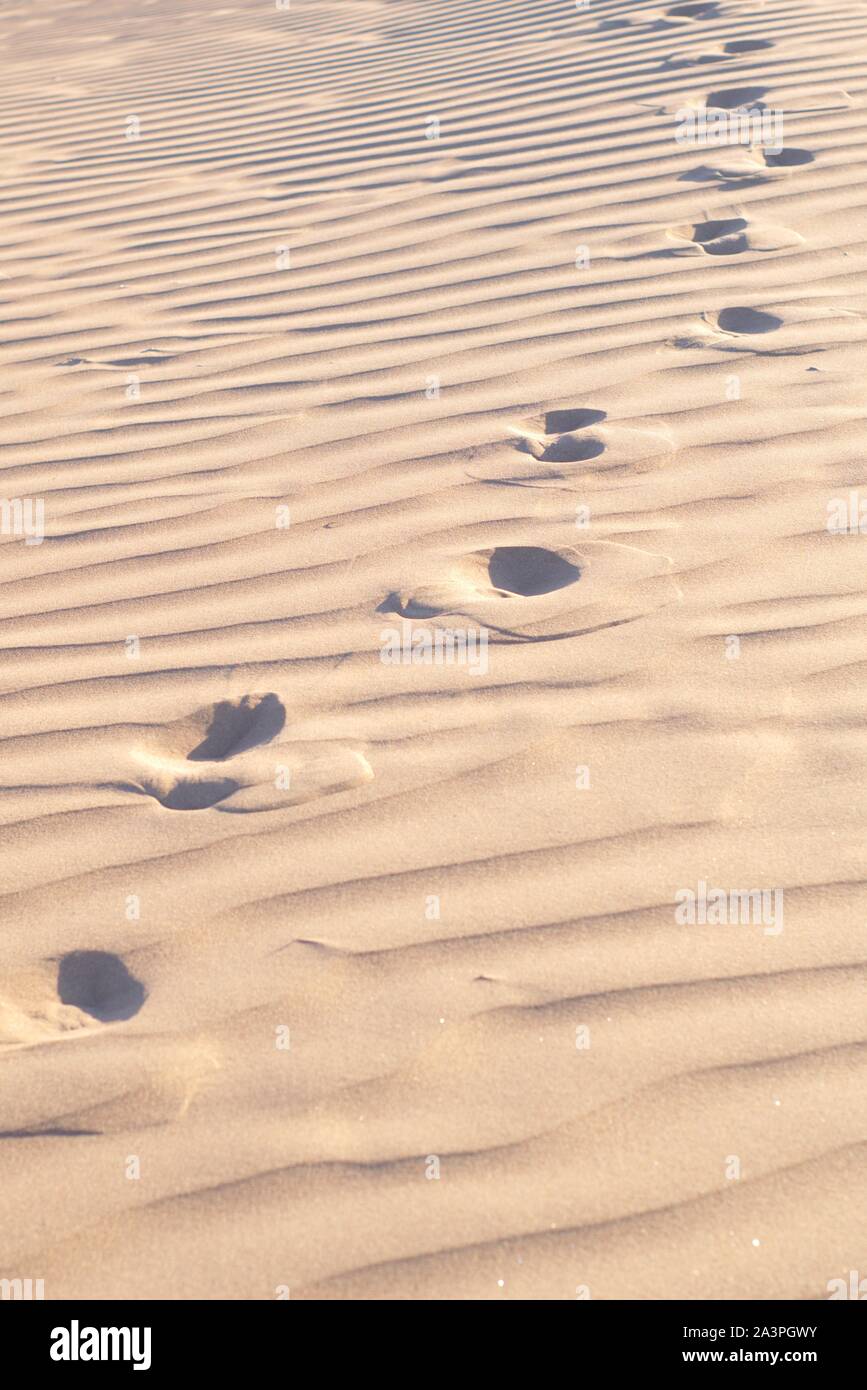 Sanddünen und plätschert in der Wüste an einem klaren, sonnigen Tag Stockfoto