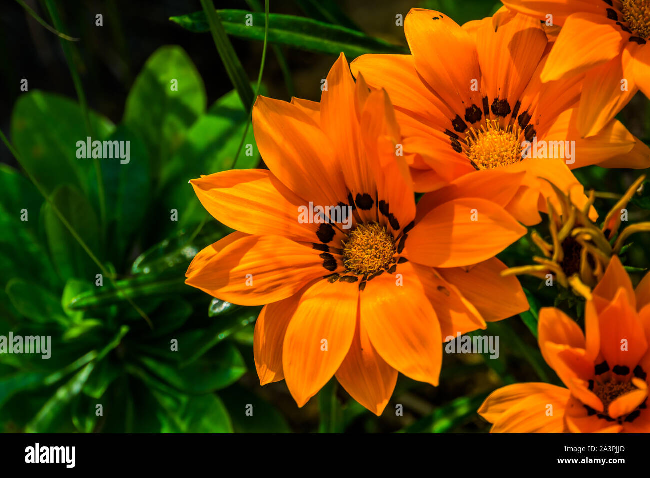 Orange Schatz Blumen in Nahaufnahme, tropische Pflanze specie aus Afrika,  Natur Hintergrund, beliebte Zierpflanzen garten Blume Stockfotografie -  Alamy