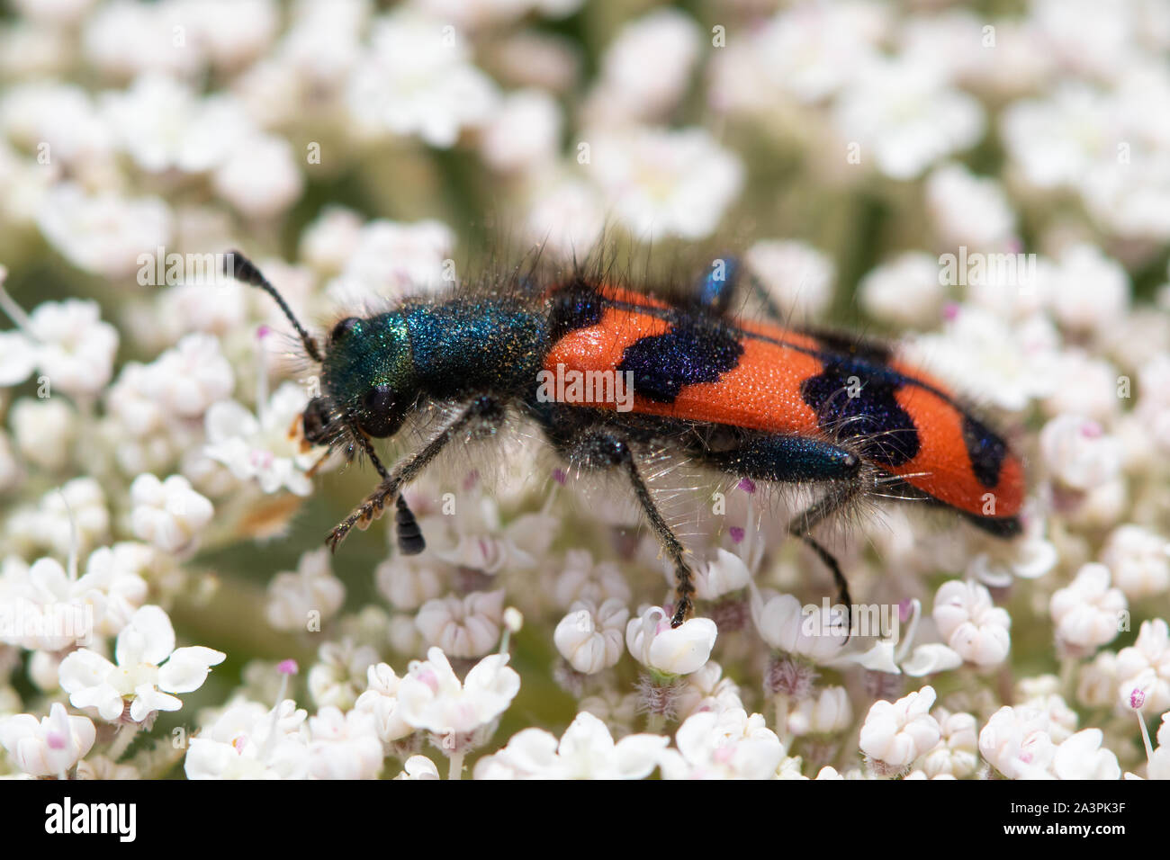 Trichodes alvearius, einem karierten Flower beetle Der cleridae Familie, Fütterung auf umbellifer Blumen Stockfoto