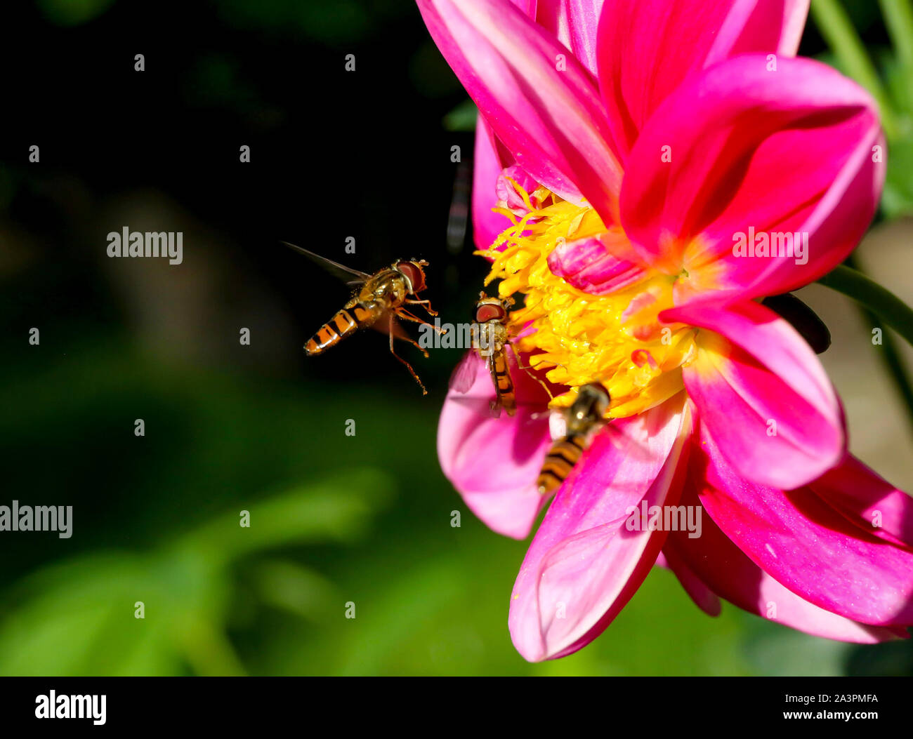 Drei schwebfliegen Syrphidae, Mitglieder der Familie sammeln Nektar und Bestäubung auf einer dahlie flowerhead im hellen Sonnenschein in einer britischen Garten Stockfoto
