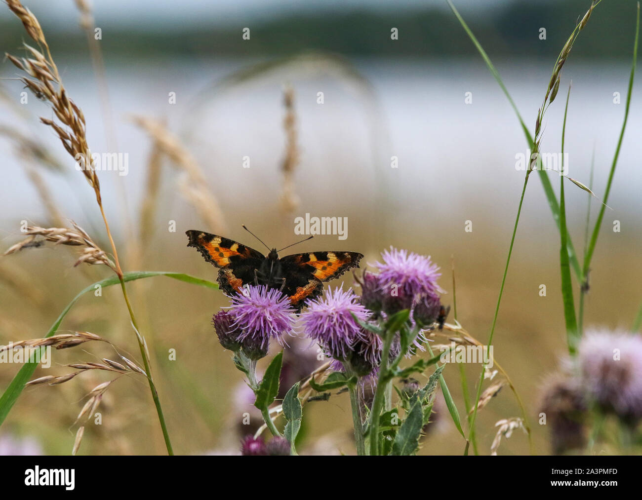 Unterseite eines kleinen Tortoiseshell-Schmetterlings, der auf gemeinem Knapweed (Centaurea nigra) in einer Wiese mit See im Hintergrund ruht. Stockfoto