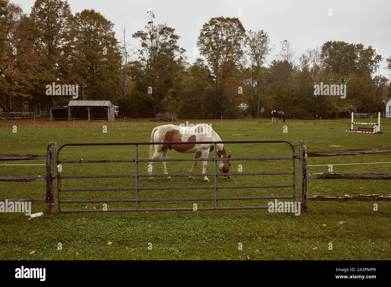 Dorset, Vermont - Oktober 1st, 2019: Pferde auf der grünen Weide an einem kalten, Herbst Tag im Neu-England Stadt Dorset Stockfoto