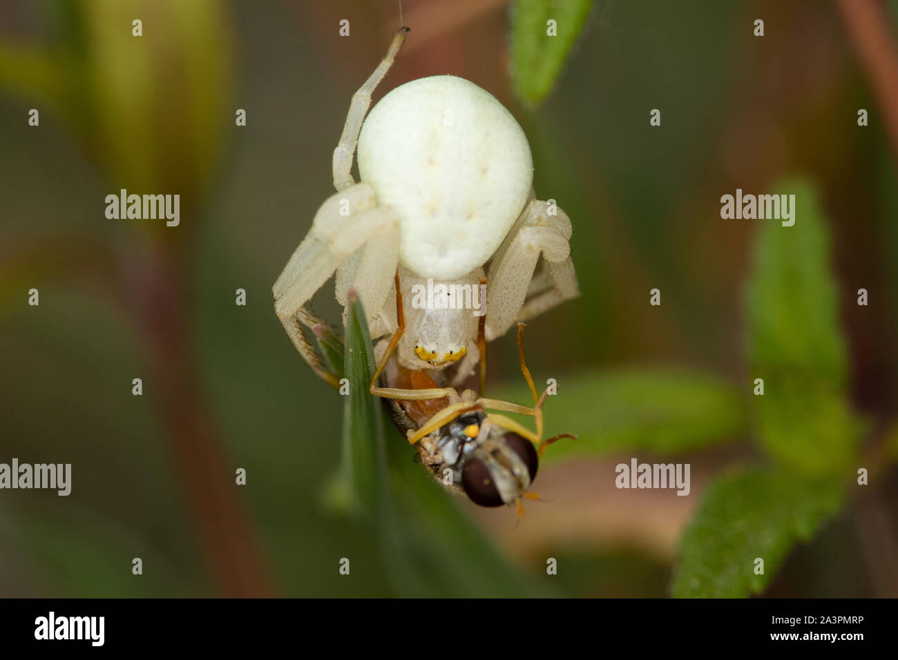 Misumena vatia (Blüte Crab Spider) Fütterung auf einem erfassten Syrphus hoverfly (Syrphidae) Stockfoto