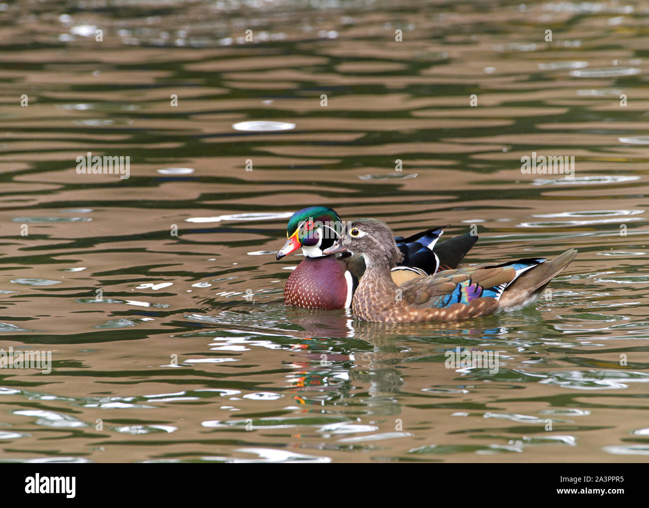 Männliche und weibliche Holz Enten schwimmen in einem Teich mit Licht widerspiegelt. Das Holz Ente oder Carolina Duck ist eine Pflanzenart aus der Gattung der hocken Ente und ist einer der m Stockfoto