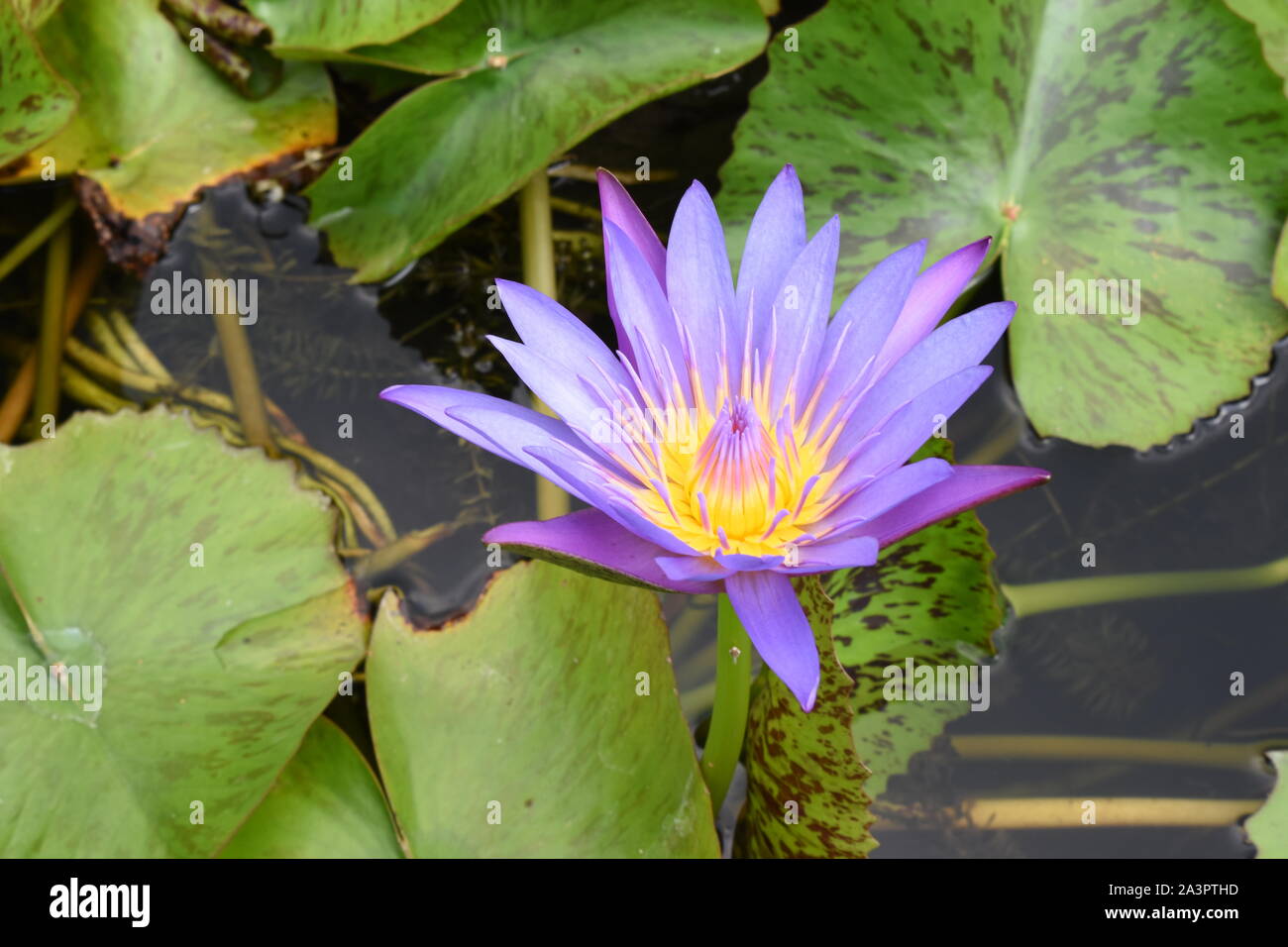Lotus Flower, Phrae, Nord Thailand, Wasser, Pflanze, Schildpatt Blätter, wasserabweisenden Blätter, Lotuseffekt, große Blüte, Violet-Yellow Farbe Stockfoto