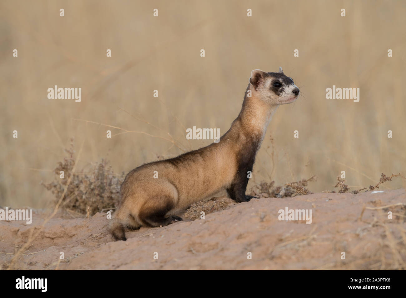 Wilden schwarzen-footed bei Freigabe Website in Utah Frettchen Stockfoto