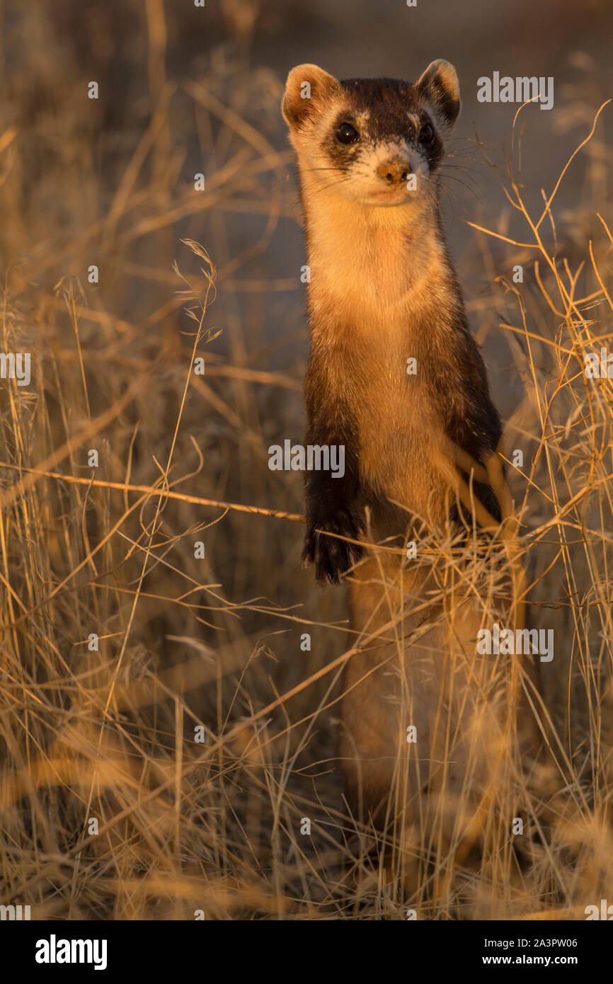 Wilden schwarzen-footed bei Freigabe Website in Utah Frettchen Stockfoto