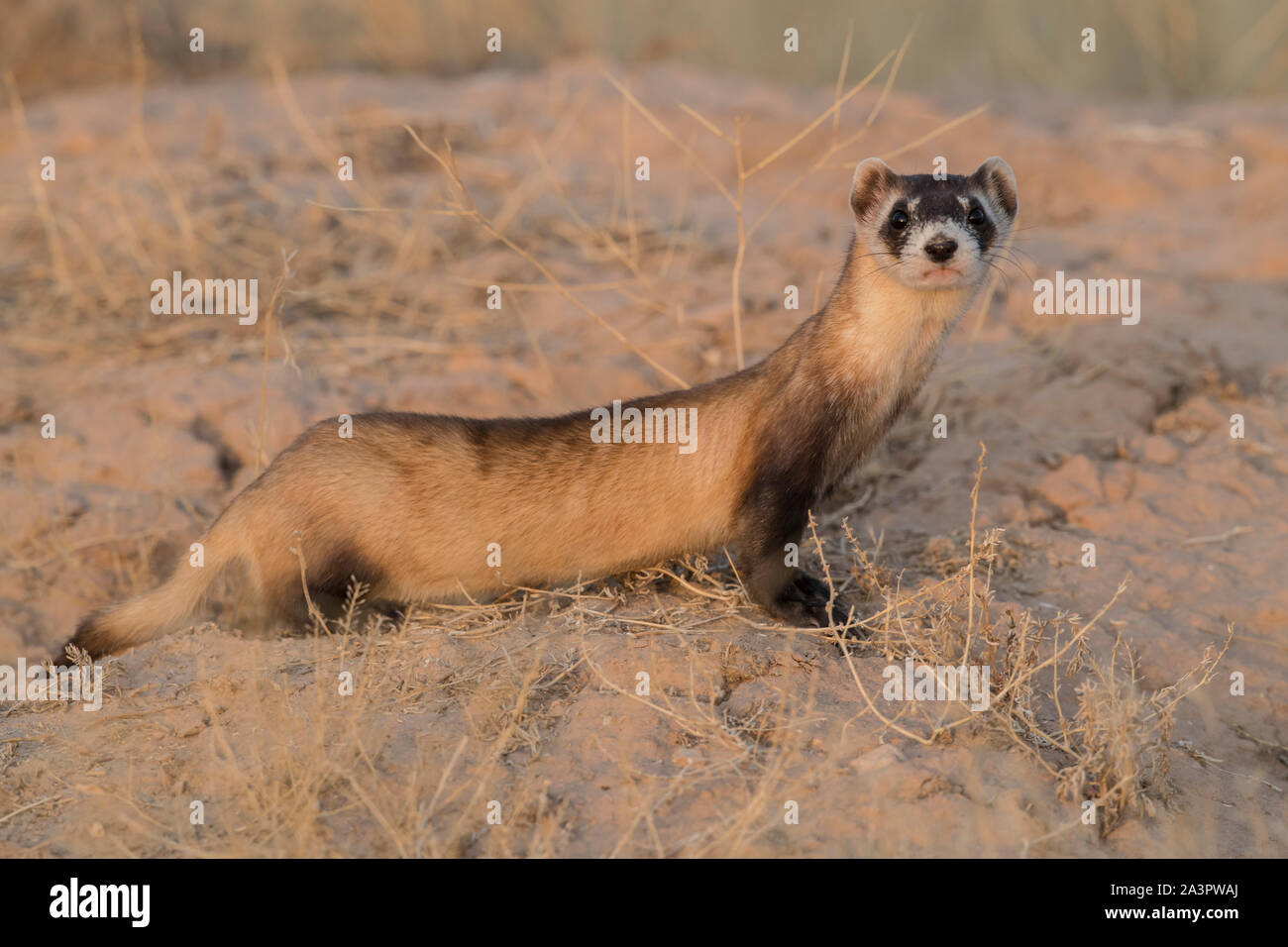 Wilden schwarzen-footed bei Freigabe Website in Utah Frettchen Stockfoto