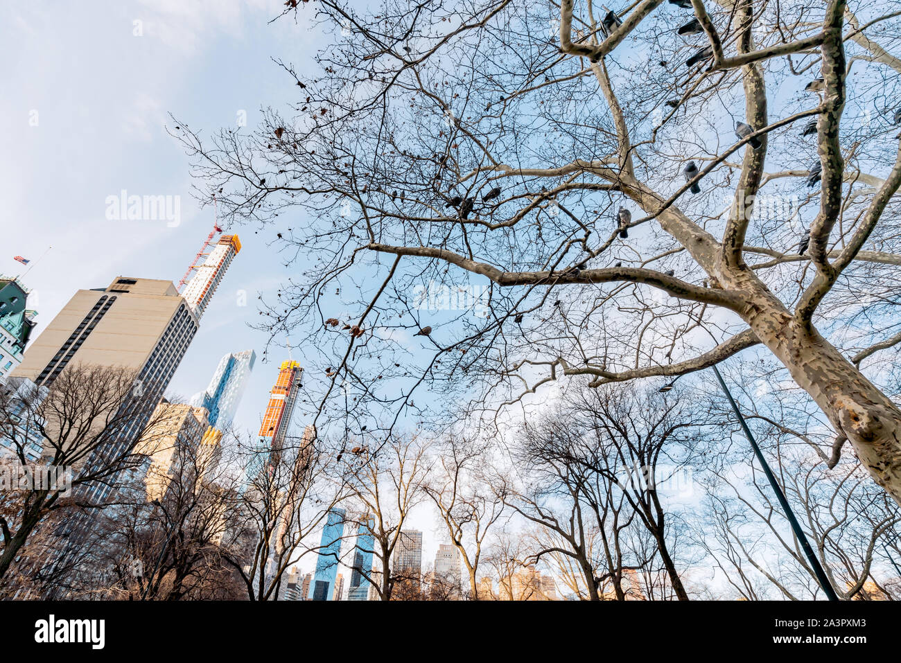 New York City, NY, USA - 25. Dezember 2018 - die schöne Architektur Skyline Gebäude in einem kalten sonnigen Tag im Central Park mit einem Baum mit Schwein Stockfoto