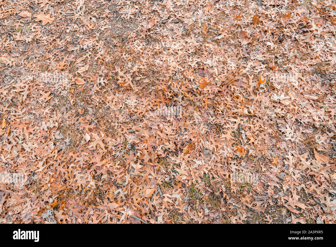 Hintergrund orange Herbst Herbst und Winter Blätter auf dem Boden des Central Park, New York, USA, im Dezember. Stockfoto