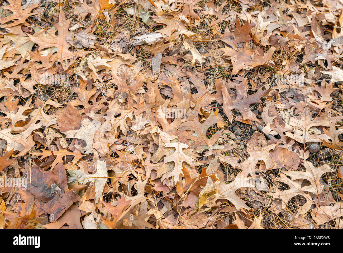 Hintergrund orange Herbst Herbst und Winter Blätter auf dem Boden des Central Park, New York, USA, im Dezember. Stockfoto