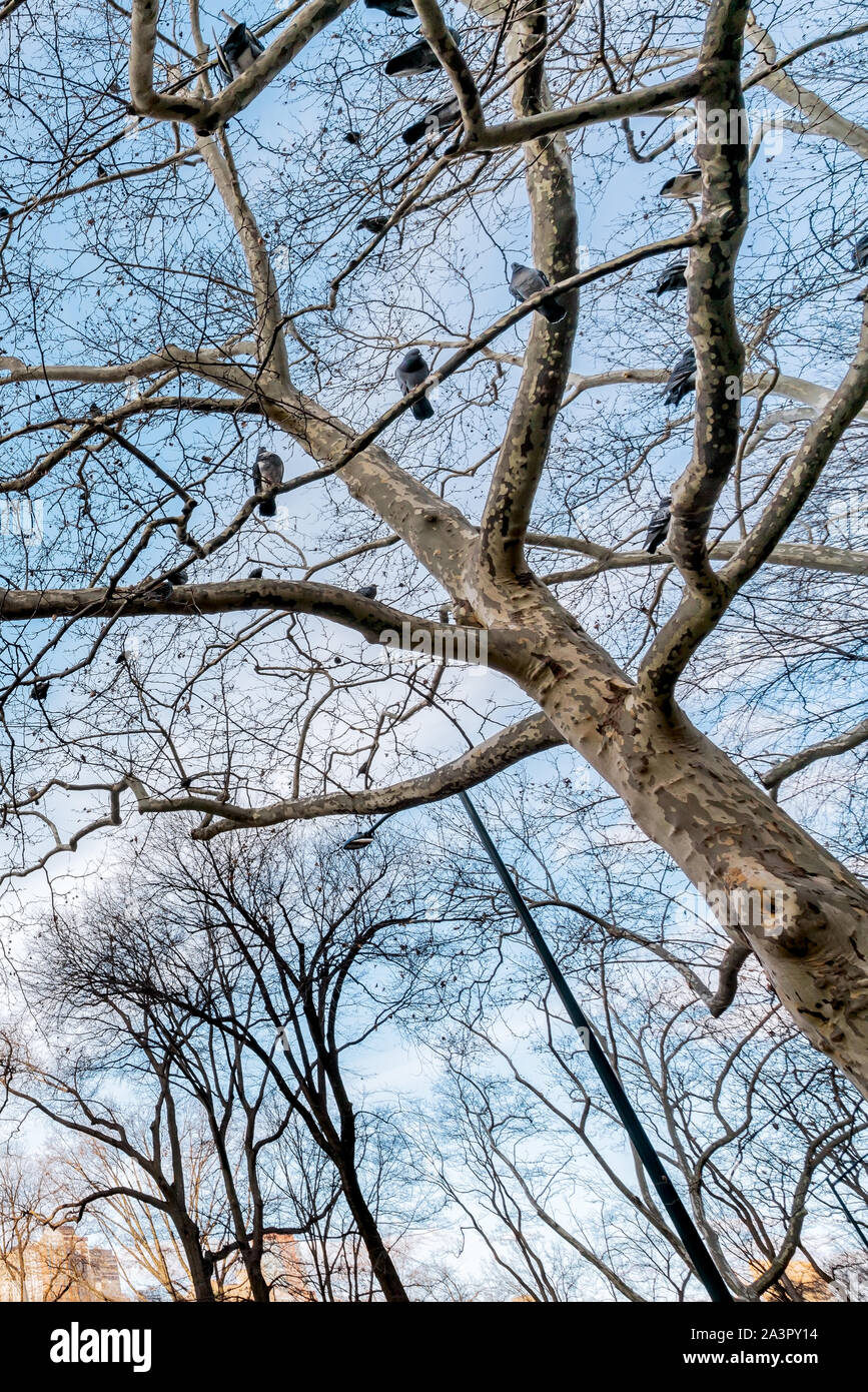 New York City, NY, USA - 25. Dezember, 2018 - Baum mit Tauben und Vögel in einer schönen kalten sonnigen Wintertag im Central Park, Manhattan. Stockfoto