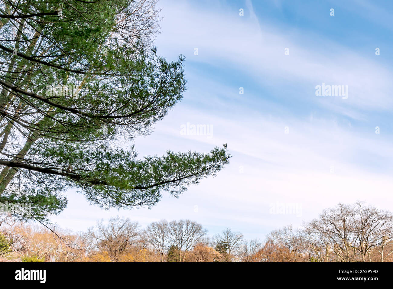 New York City, NY, USA - 25. Dezember, 2018 - Schöne kalte sonniger Tag im Central Park im Winter mit grünen und orangen Hintergrund. Stockfoto
