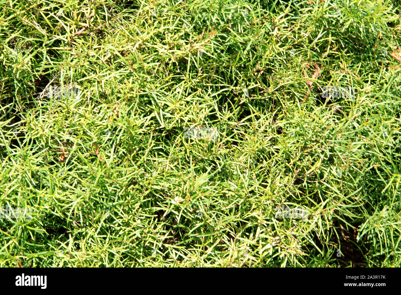 Garten Pflanze Blatt details, ideal für grüne Textur Hintergrund. Stockfoto