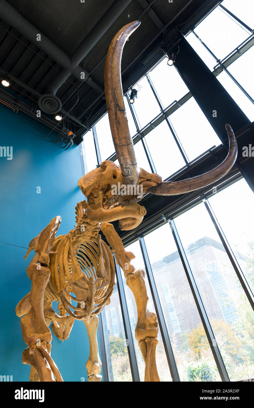 Mastodon tier Fotos und Bildmaterial in hoher Auflösung Alamy