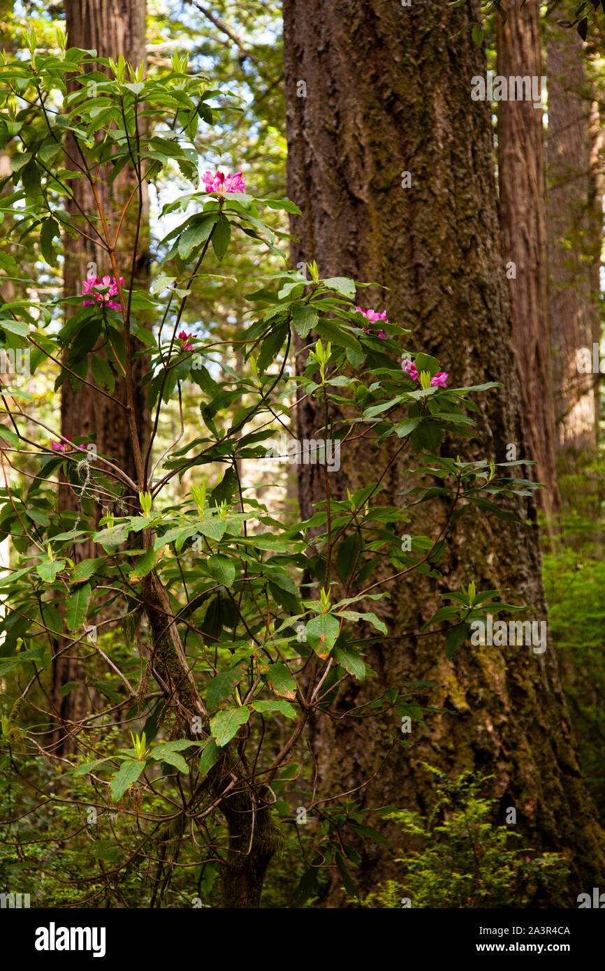 Lady Bird Johnson Grove, Redwood National Park, CA Stockfoto