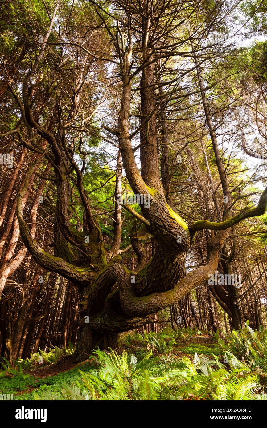Shady Dell Redwoods, Märchenwald, Lost Coast, Kalifornien Stockfoto
