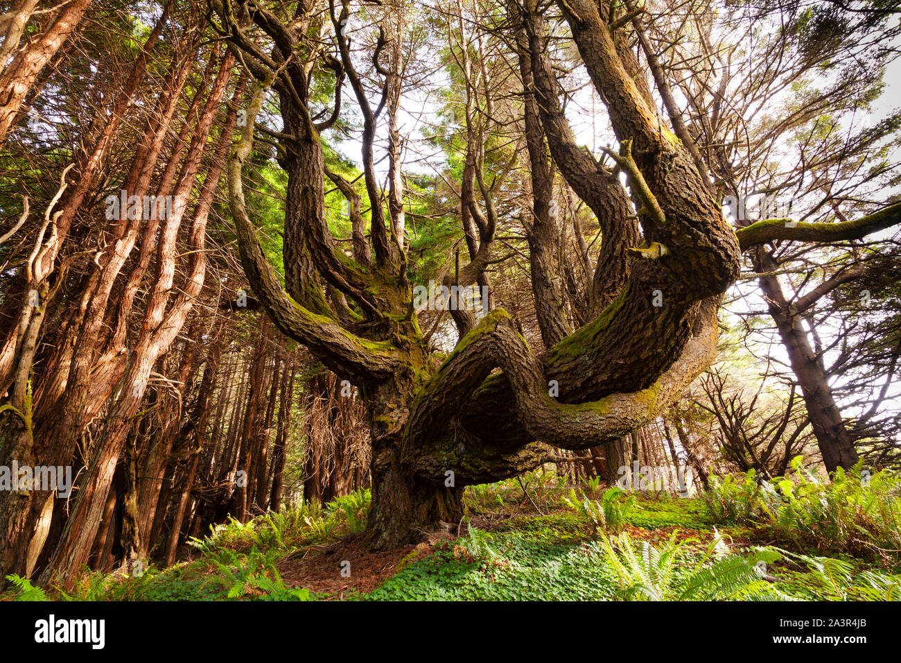 Shady Dell Redwoods, Märchenwald, Lost Coast, Kalifornien Stockfoto