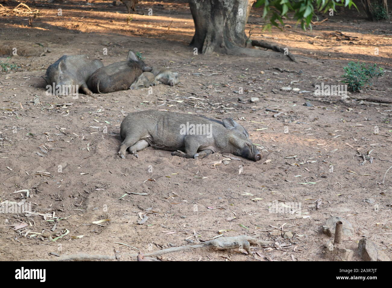 Wildschwein (Sus scrofa) schlafend in der Wüste. Paar mächtige Wildschwein auf einem Rest, Tier ruht im frühen Frühjahr, Jagd in Russland. Close-up. - Stockfoto