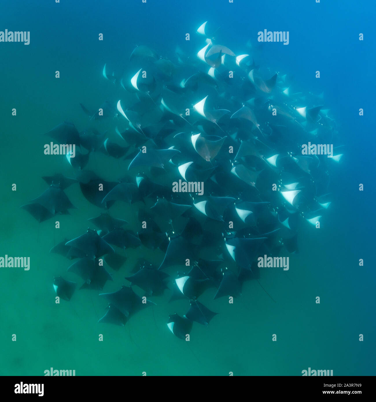 Unterwasser Blick auf eine große Schule von Mobula Rochen, mobula munkiana, im flachen Wasser, Meer von Cortes, Baja California, Mexiko. Stockfoto