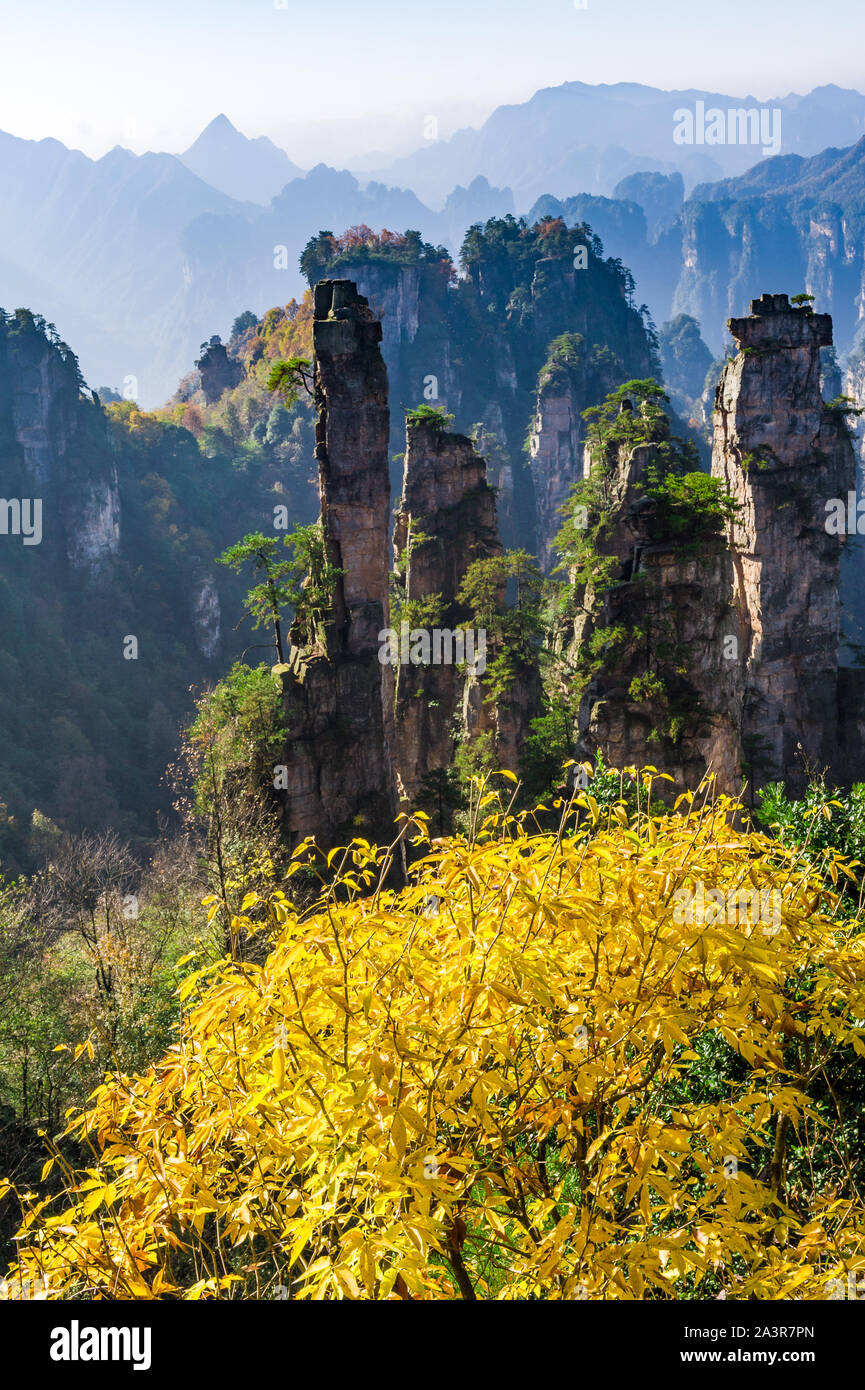 Schönen gelben Blumen blühen mit Bergkulisse in Weltkulturerbe Zhang Jia Jie, Hunan, China. Stockfoto