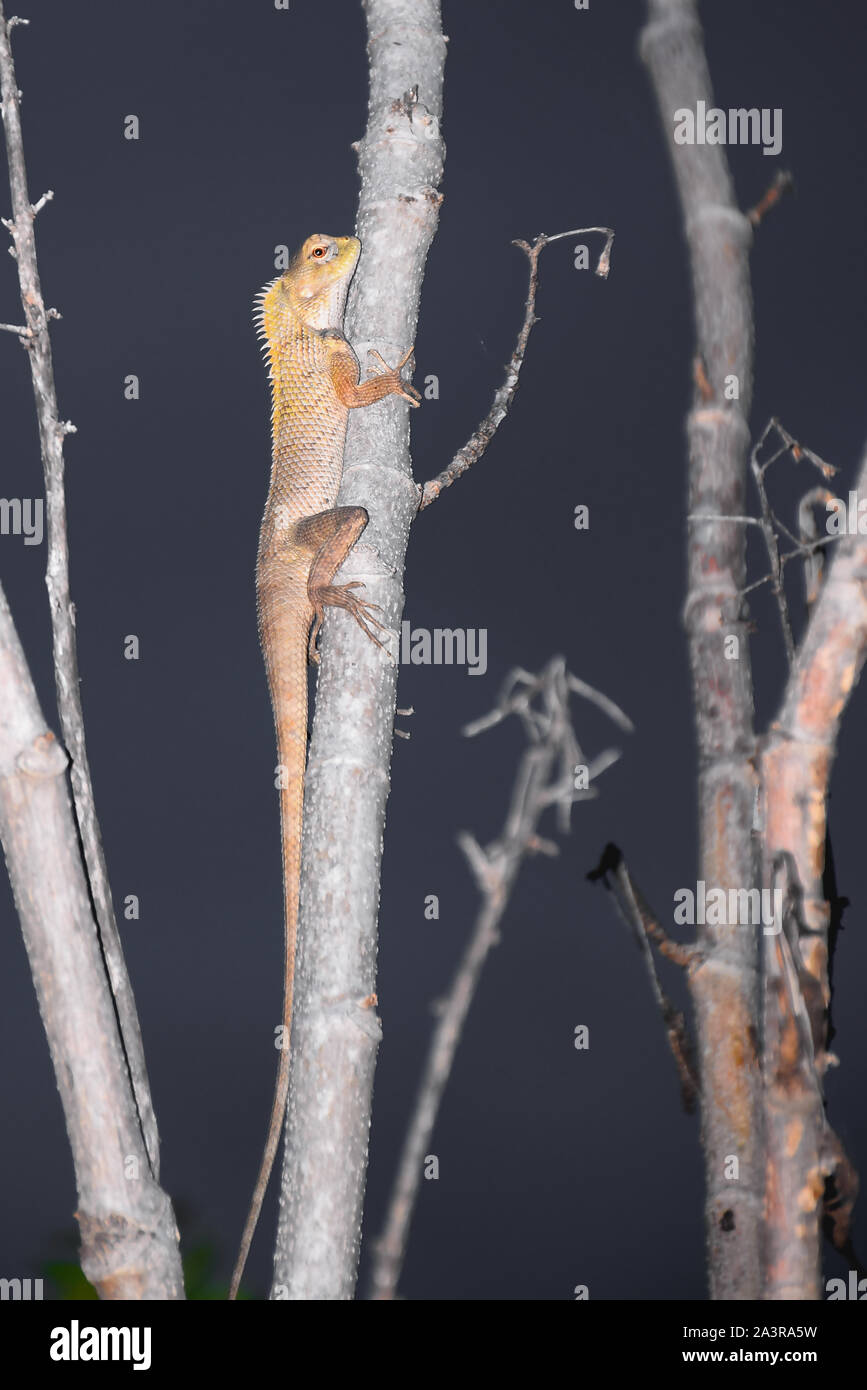 Indische Chamäleon oder Eidechse in Indian Forest suchen am Abend Stockfoto