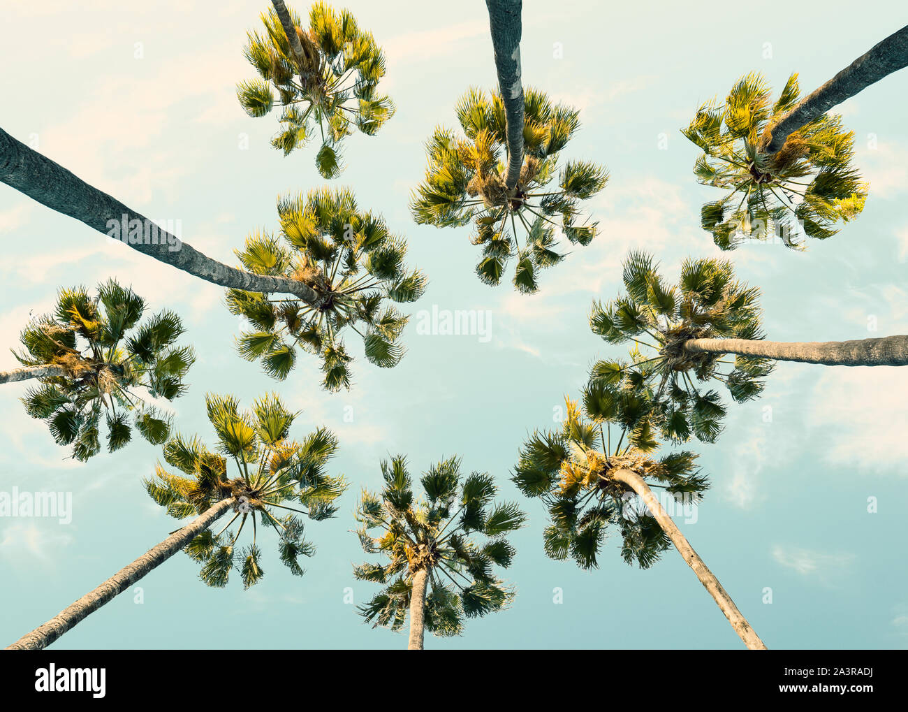 Tropische Palmen auf Sommer Himmel Hintergrund. Low Angle View. Getonten Bild Stockfoto