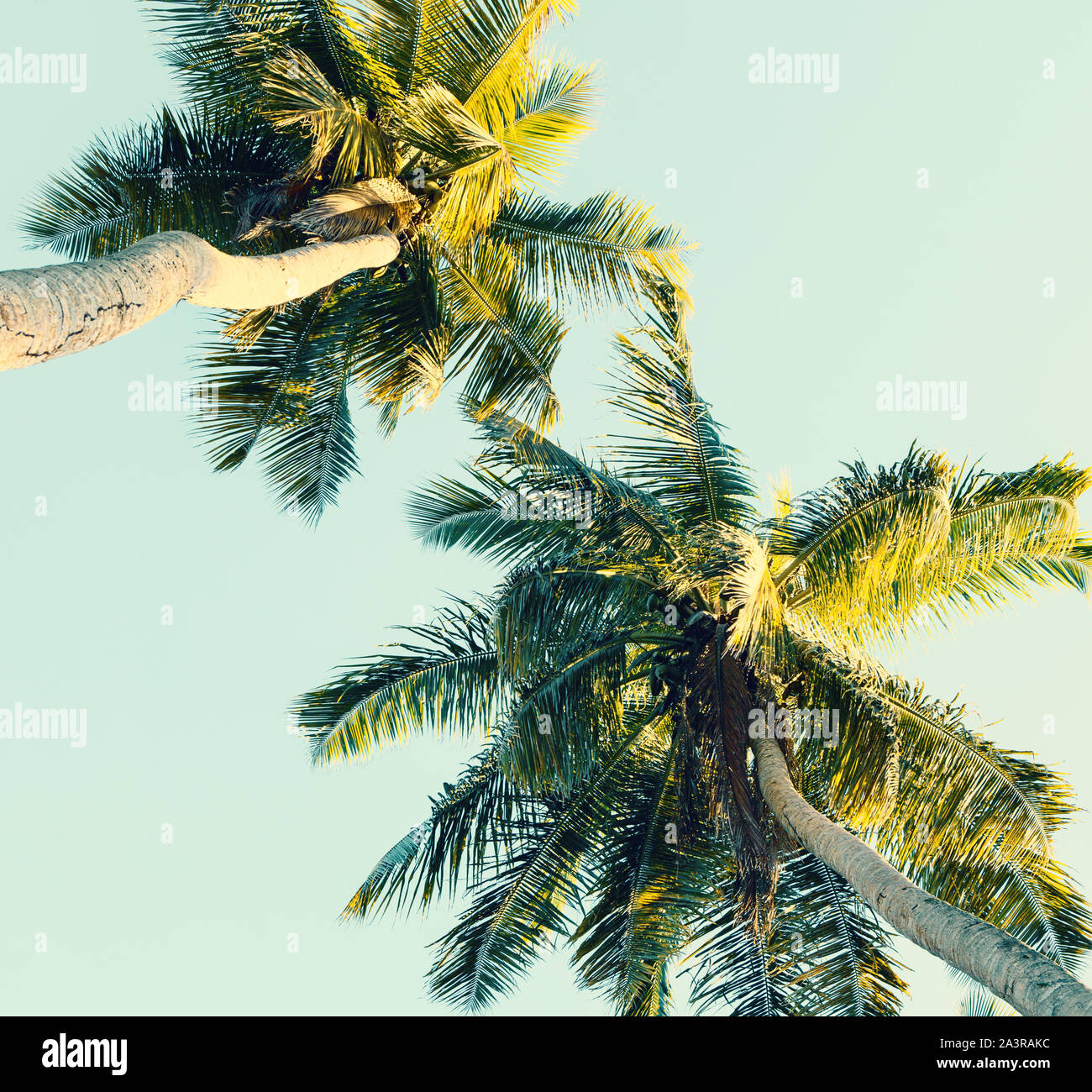 Kokospalmen am Himmel Hintergrund. Low Angle View. Getonten Bild Stockfoto