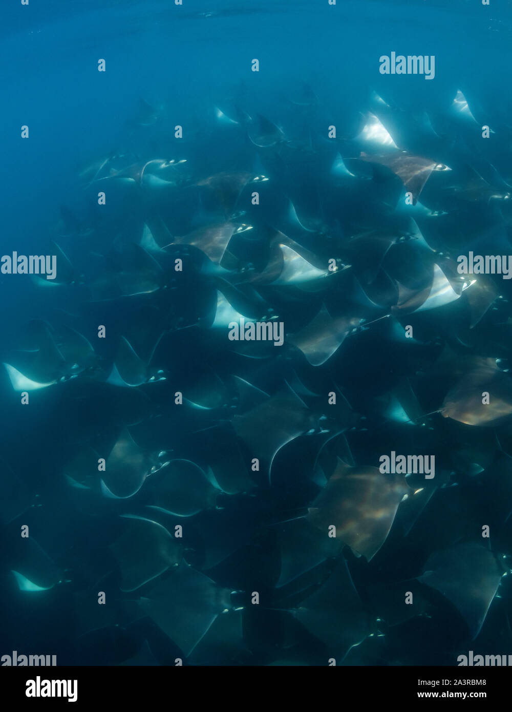 Sehr große Schule von Mobula Rochen, mobula munkiana, während der jährlichen Aggregation dieser Tiere im Meer der Cortes, Baja California, Mexiko. Stockfoto