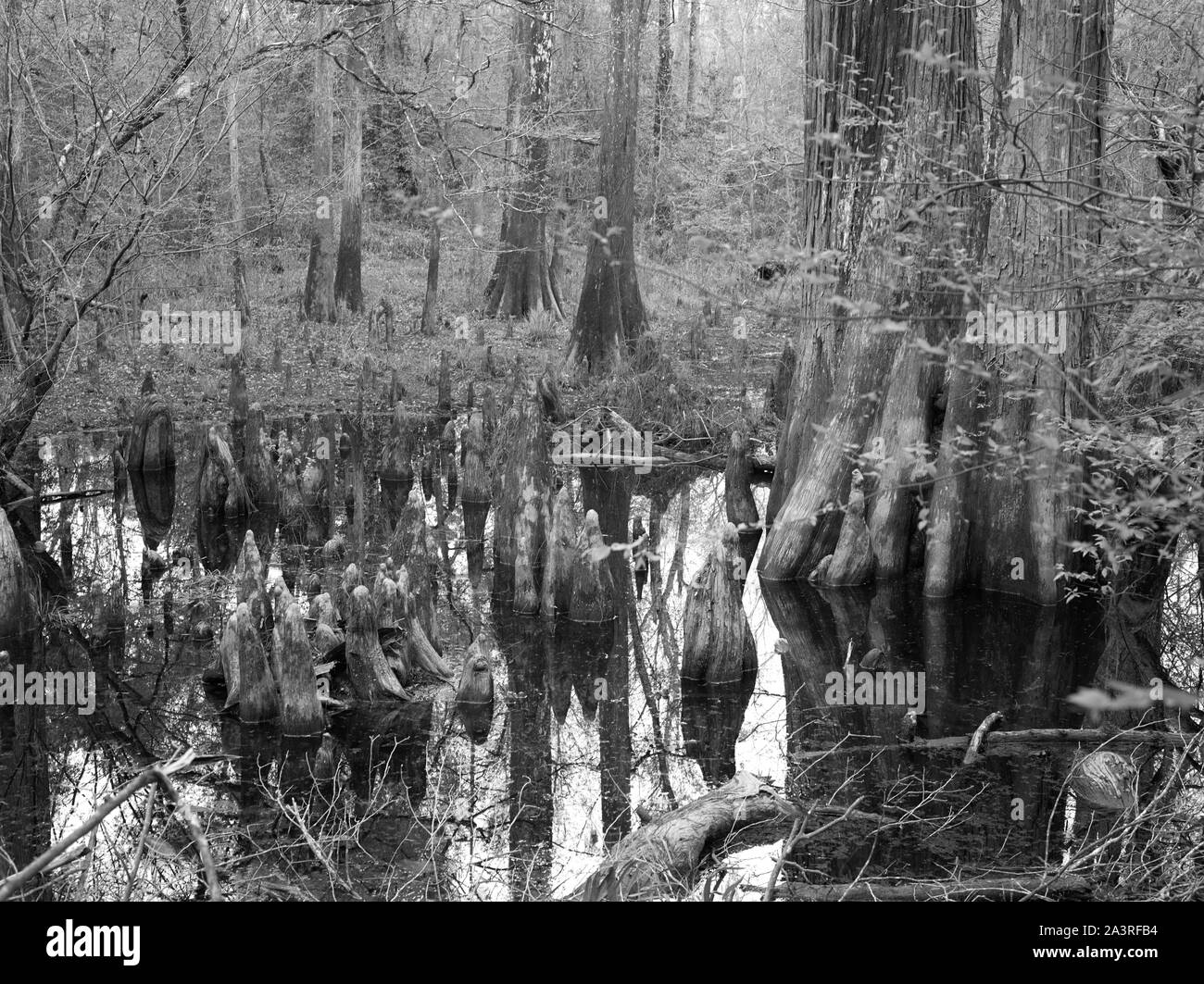 Sumpfige Abschnitt im Polk County Teil des Großen Dickicht National Preserve, einem US-amerikanischen Park Service Bereich beiseite gesetzt, Pflanzen und Tiere in der sumpfigen Große Dickicht, einem stark bewaldeten Ecke von Südosttexas zu schützen. Stockfoto