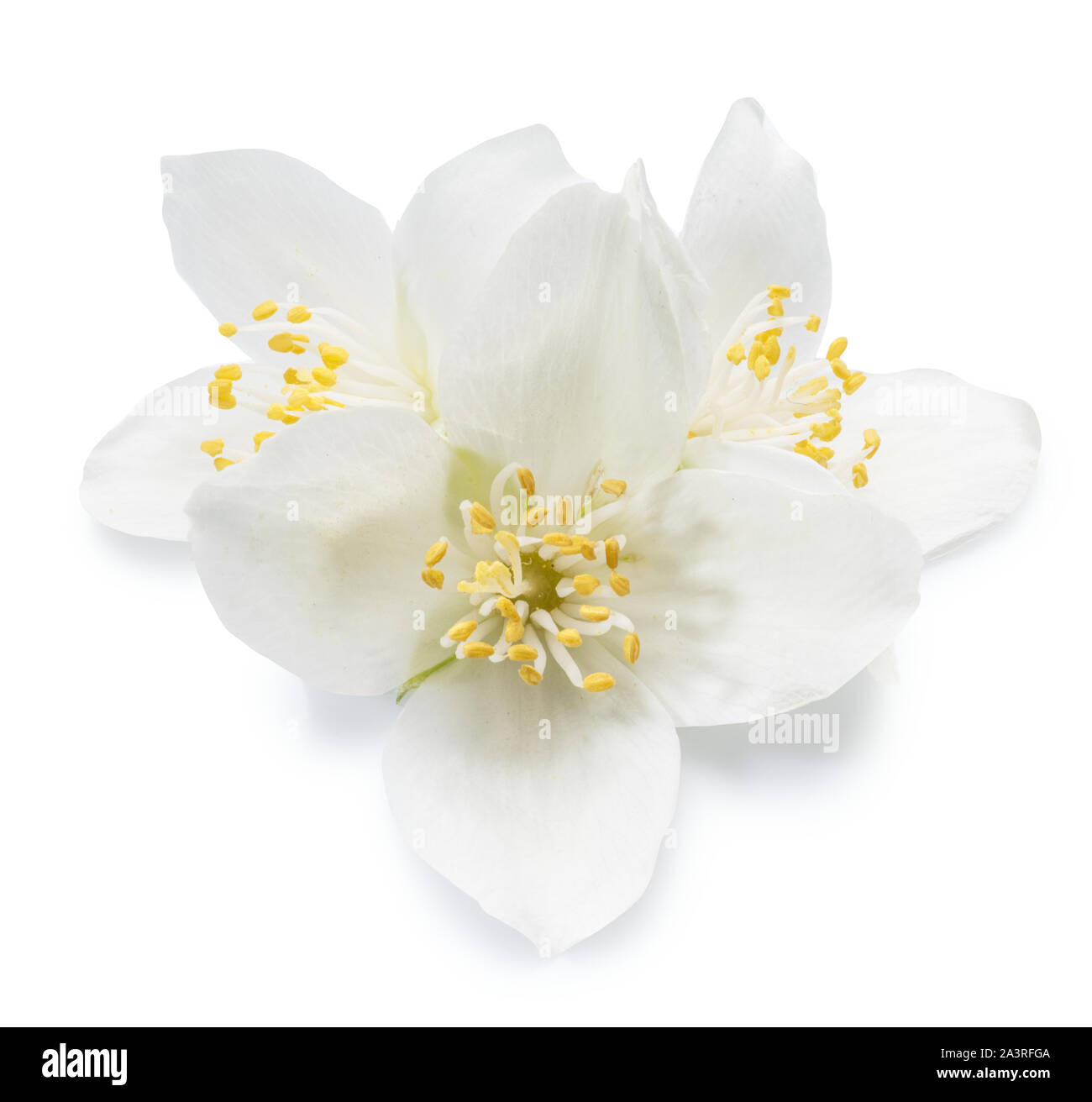 Ausschreibung Jasminblüten auf weißem Hintergrund. Datei enthält Freistellungspfaden. Stockfoto
