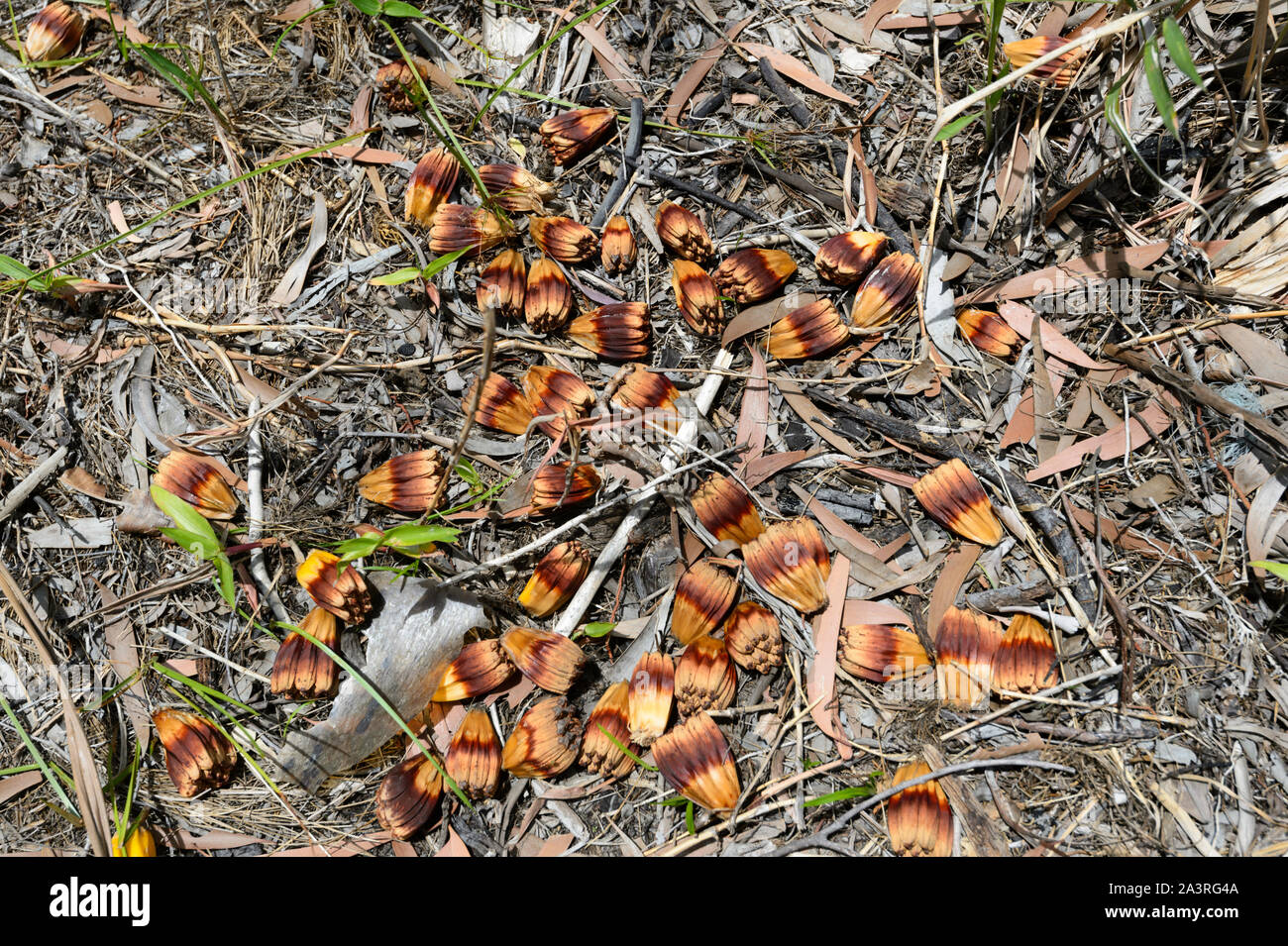 Gefallenen Frucht einer Pandanus Baum, Far North Queensland, FNQ, QLD, Australien Stockfoto