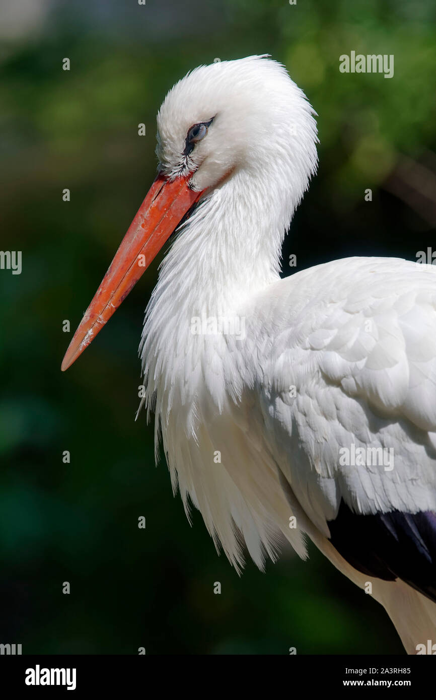 Weißstorch - Ciconia ciconia Stockfoto