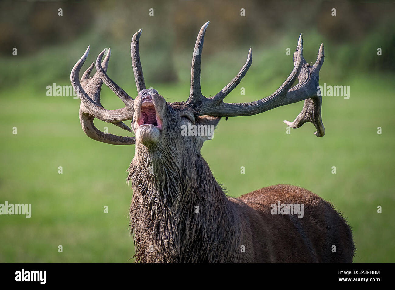 Eine sehr enge Foto des Kopfes und Geweih eines königlichen Rotwild Hirsch. Sein Mund ist geöffnet und wieder zurück, wie es die Faltenbälge aus Rivalen zu warnen. Stockfoto