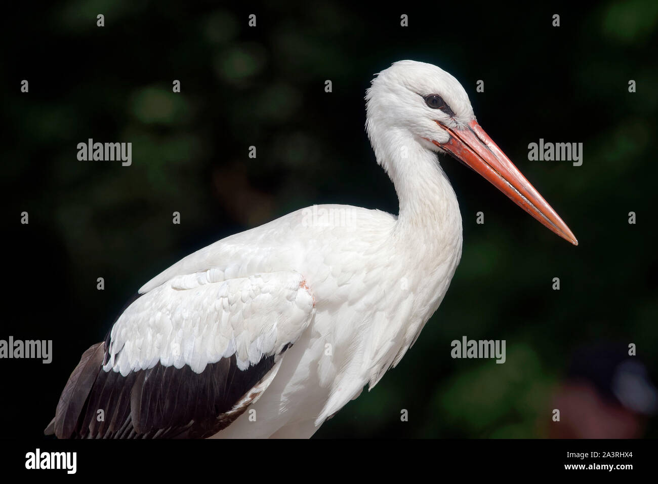 Weißstorch - Ciconia ciconia Stockfoto