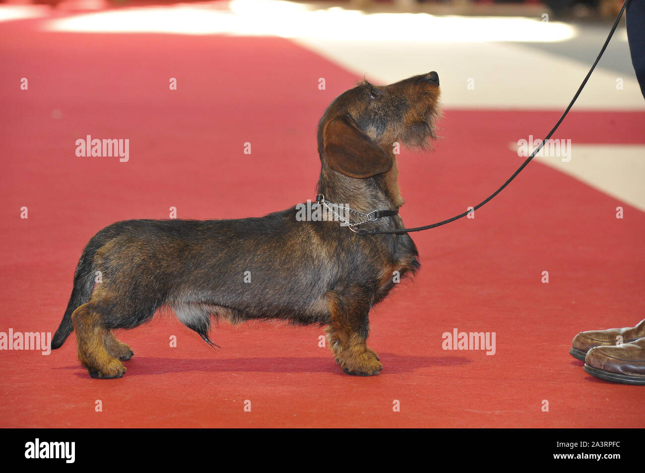 Kanichen Teckel im Ring Stockfoto