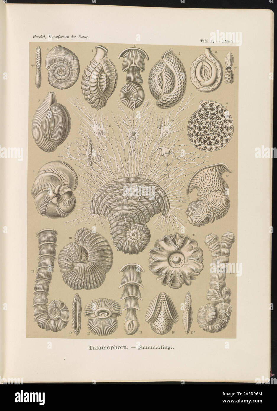 Talamophora. - Kammerlinge Stockfoto