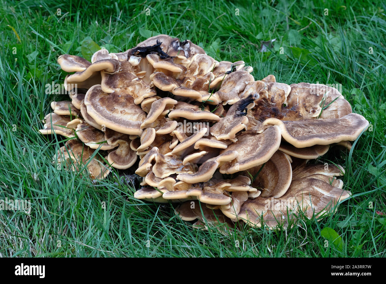 Halterung Pilz Büschel auf verrottenden Baumstumpf in städtischen Garten. Stockfoto