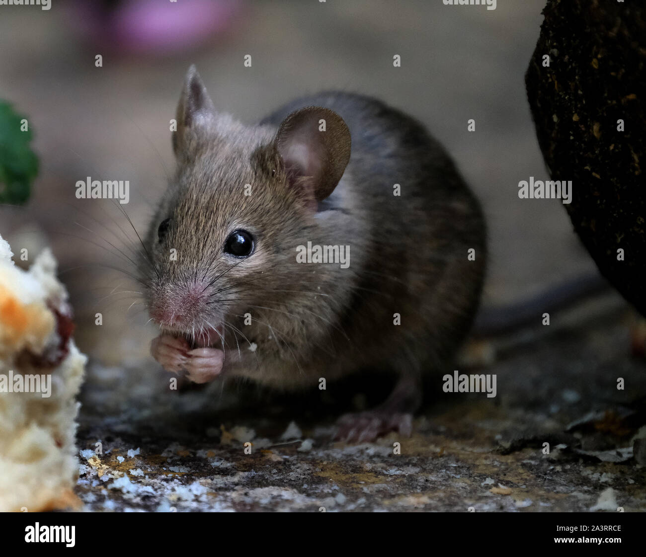 Mäuse auf der Suche nach Nahrung in einem städtischen Garten. Stockfoto