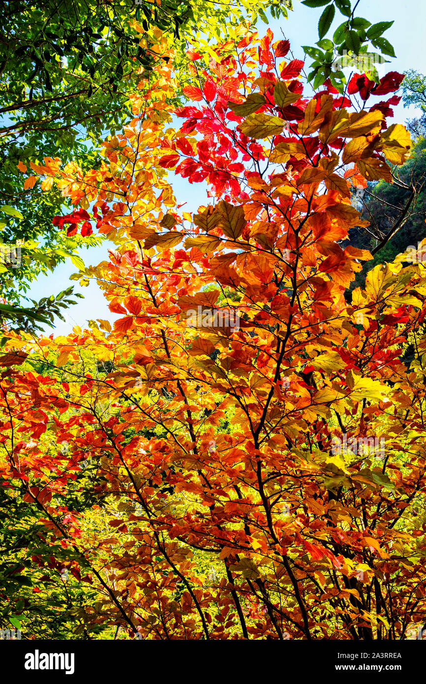 Herbst in Chenarbon Stockfoto