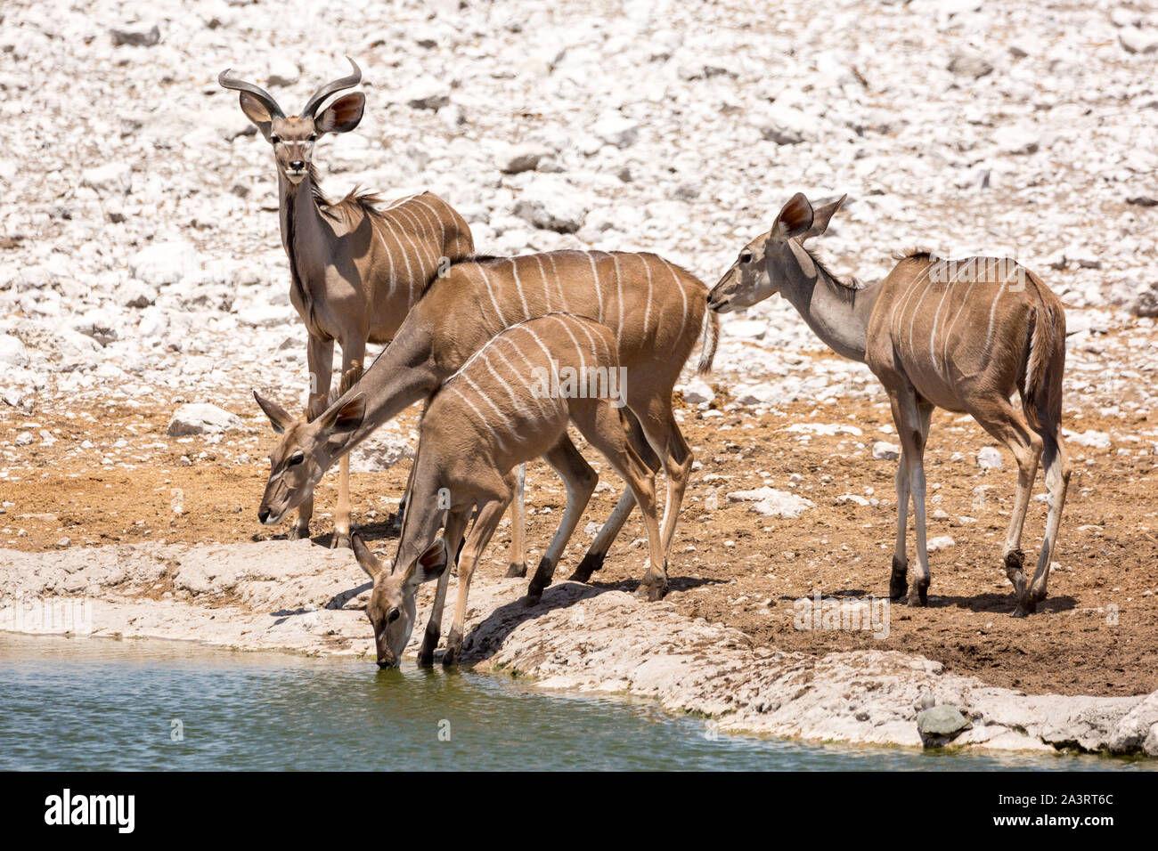 Vier größere Kudus an einem Wasserloch, Etosha, Namibia, Afrika Stockfoto