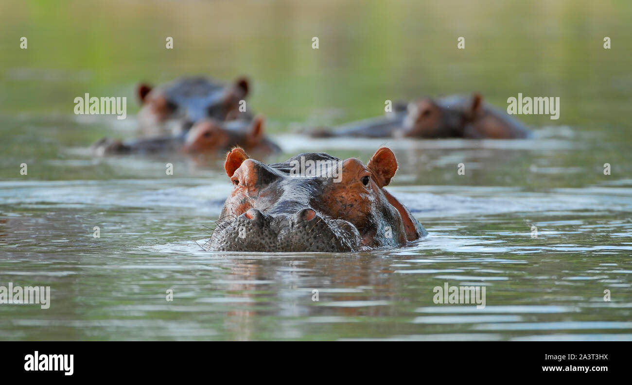 BOTSWANA: Augen und Nase anstupst, über dem Wasser. Ein britischer Fotograf riß eine atemberaubende Begegnung mit tödlichsten Säugetier Lager der Welt Stockfoto