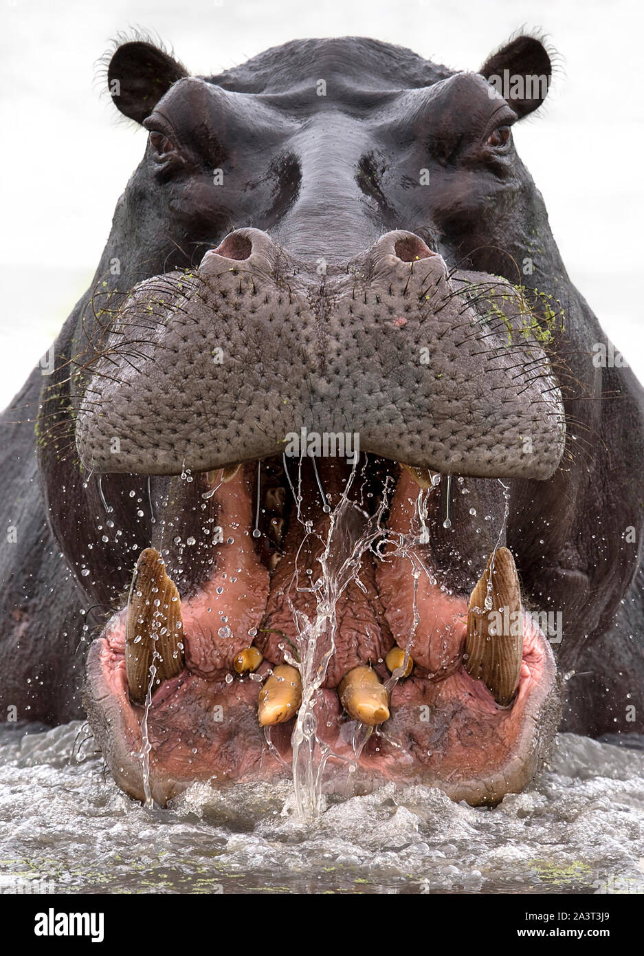 BOTSWANA: ein wütender Mann Rhino brüllt in dieser fantastische Aufnahme von naturfotograf Dale Morris. Ein britischer Fotograf riß eine atemberaubende Stockfoto
