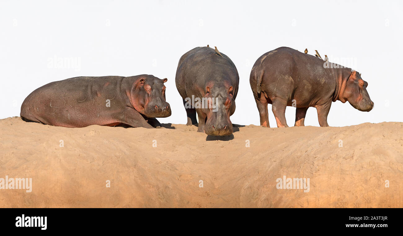 BOTSWANA: Flusspferde töten mehr Leute jedes Jahr als Löwen, Tiger und Bären. Ein britischer Fotograf riß eine atemberaubende Begegnung mit der Welt Stockfoto