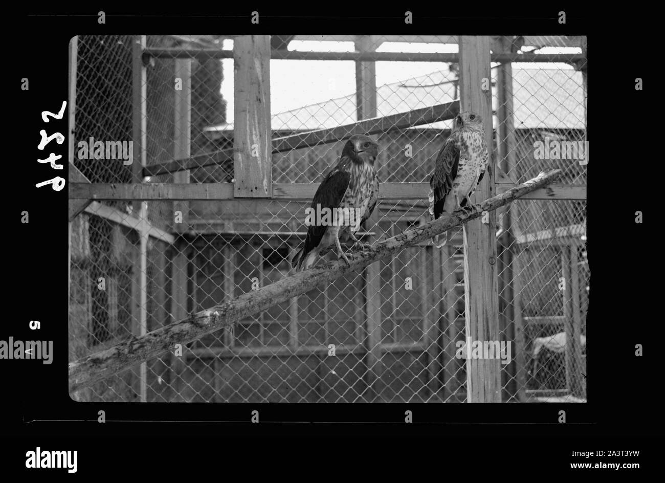 Tel Aviv Zoo. Paar Schlange Adler (feed auf Schlangen und Eidechsen) Stockfoto