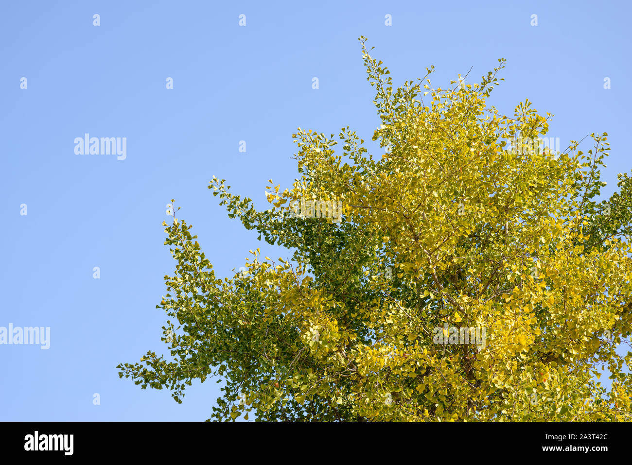 Krone von Ginkgo biloba Baum gegen den Himmel. Stockfoto
