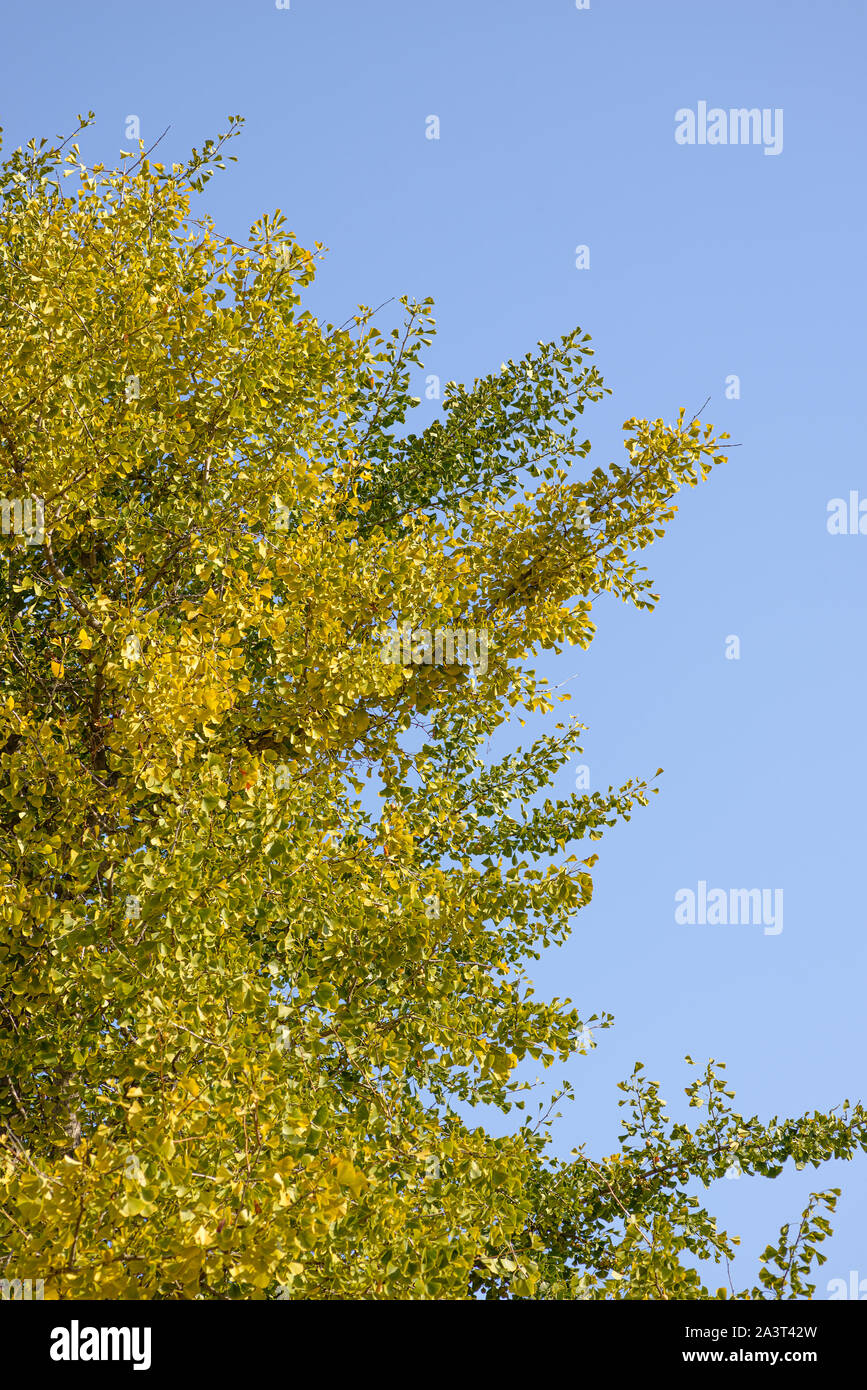 Krone von Ginkgo biloba Baum gegen den Himmel. Stockfoto