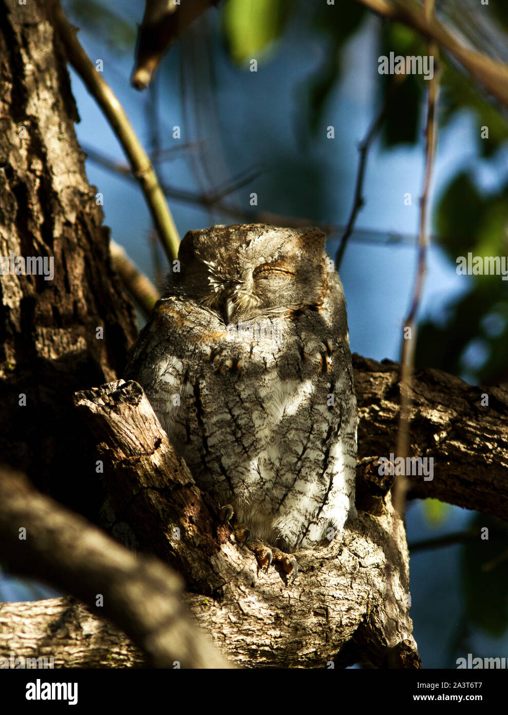 Die diminutive African Scops Owl ist eine häufige und weit verbreitete nachtaktiven Jäger. Sie haben ein ausgeprägtes langweilig Anruf während der Nacht zu hören Stockfoto