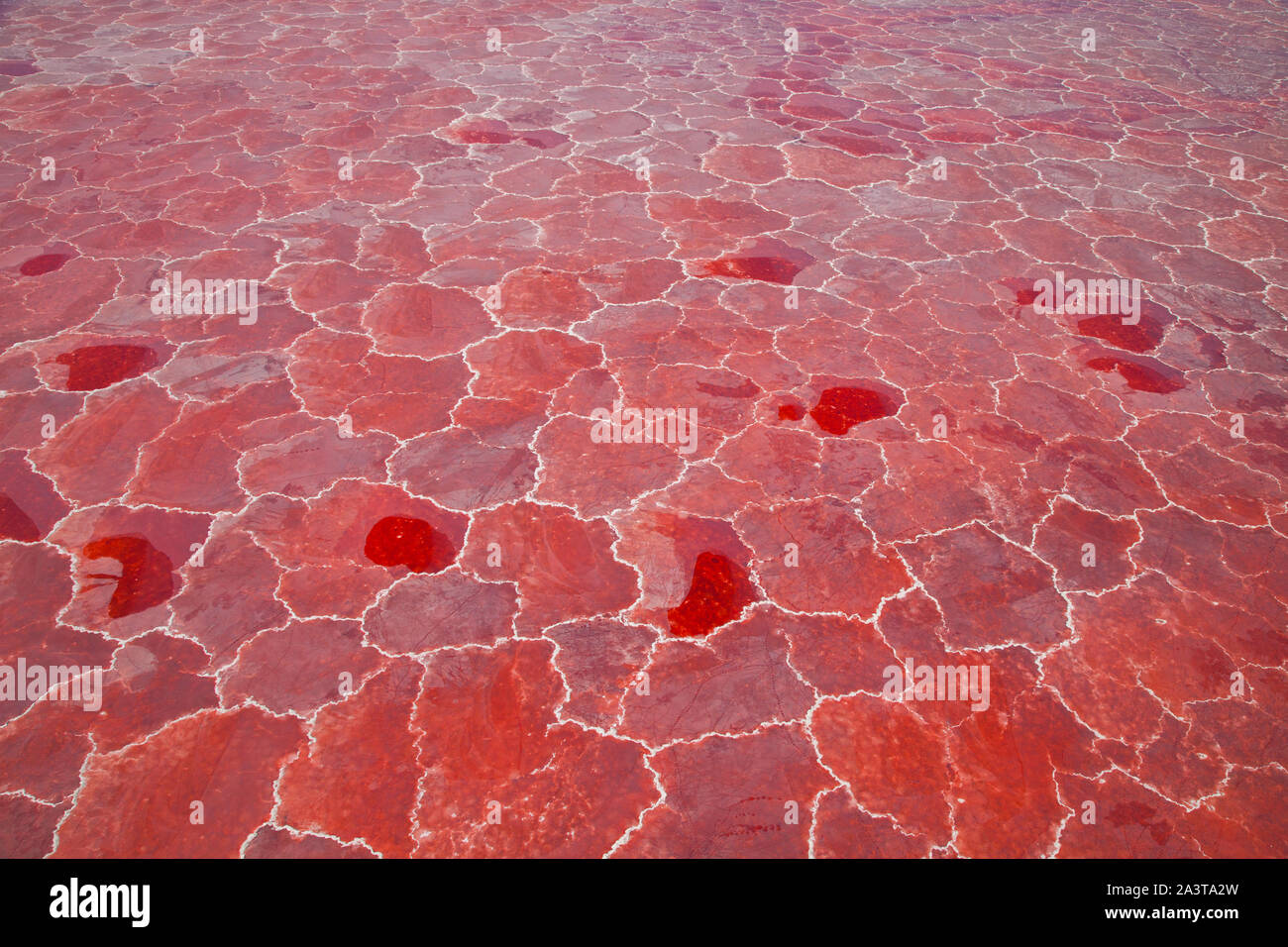 Lago Natron, Valle del Rift, Tansania, Afrika Stockfoto