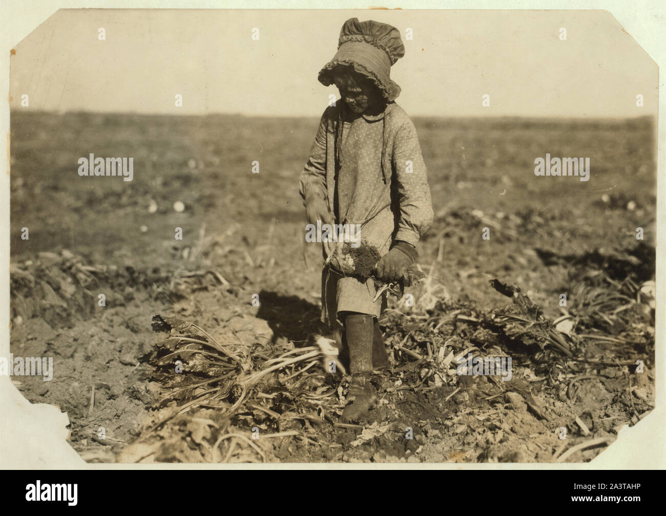 10-Jahr-alten Mollie Steuben topping Rüben. Viele Kinder in diesem Alter in die Arbeit eines ganzen Tages und viele jüngere beginnen. Die Arbeit ist hart und die Kinder manchmal schneiden sich oder sind von der lange Zahn am Ende der Klinge angespannt. Mollie und ihre zwei Schwestern, 12 und 14 Jahren, die Arbeit von 6:00 bis 17:00 Uhr, in der Nähe von Sterling. Siehe auch Hine Bericht über die Einzelheiten dieser Arbeit. Stockfoto